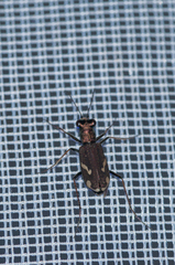 Cylindera obliquefasciata
