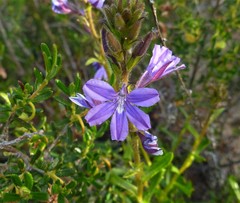 Scaevola glandulifera