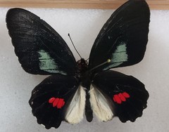 Parides anchises farfan