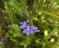 Scaevola glandulifera