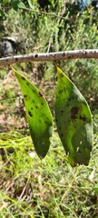 Persoonia levis