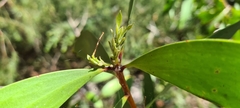 Persoonia levis