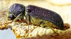 Amphicerus cornutus