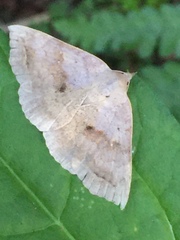 Blasticorhinus unduligera