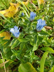 Gentiana platypetala