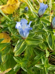 Gentiana platypetala
