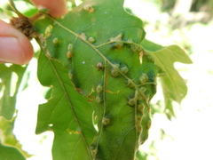 Neuroterus floccosus