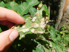 Neuroterus floccosus