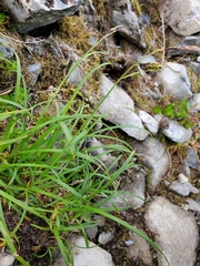 Carex macrochaeta