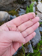 Vahlodea atropurpurea