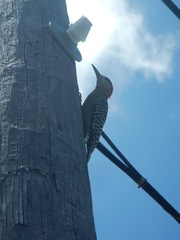 Melanerpes superciliaris blakei