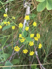 Bupleurum