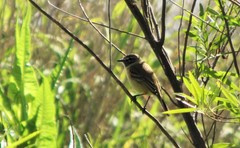 Polystictus pectoralis