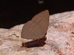 Curetis santana