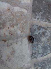Loboptera decipiens