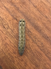 Lepidoptera