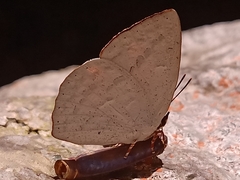 Curetis santana