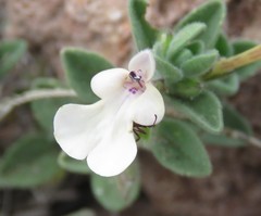 Salvia axillaris