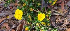 Hibbertia bracteata
