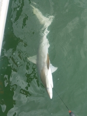 Carcharhinus acronotus