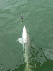 Carcharhinus acronotus