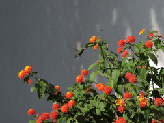 Cynanthus latirostris