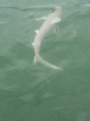 Carcharhinus acronotus