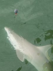 Carcharhinus acronotus