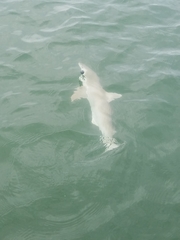 Carcharhinus acronotus