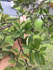 Erythroxylum areolatum