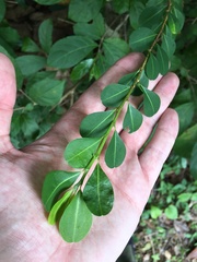 Erythroxylum brevipes
