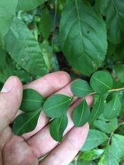 Erythroxylum brevipes