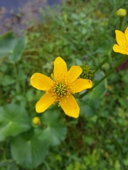 Caltha palustris