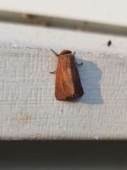 Denticucullus pygmina