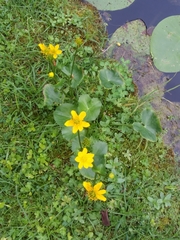 Caltha palustris