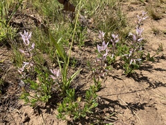 Syncolostemon transvaalensis
