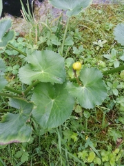 Caltha palustris