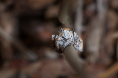 Marusyllus mongolicus