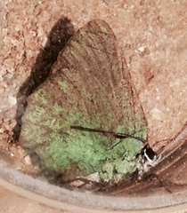 Callophrys dumetorum