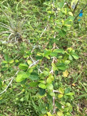 Erythroxylum brevipes