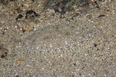 Pardachirus pavoninus