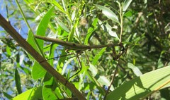 Pseudovates iheringi