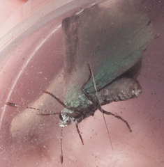 Callophrys dumetorum