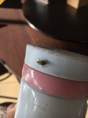 Eugnathus distinctus