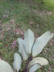 Erythroxylum areolatum