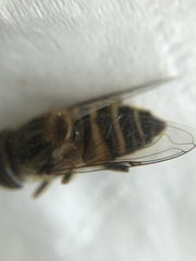 Eristalinus