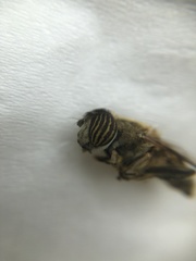 Eristalinus