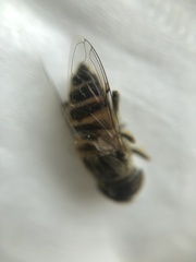 Eristalinus