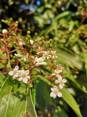 Ocotea floribunda