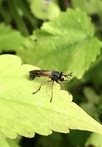 Waisted Beegrabber, Zuiderpark, The Hague, South Holland, NL, photo 5 of 10